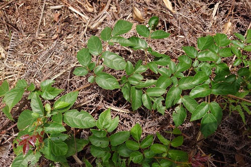 Nekemias cantoniensis, photograph 4