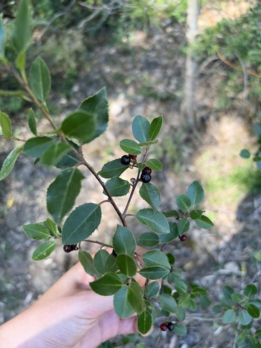 Mediterranean buckthorn