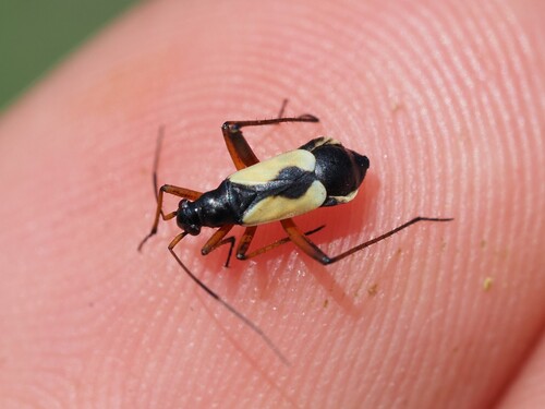 Alloeonotus egregius