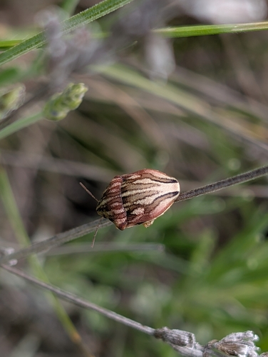 Large purple streaked shieldbug