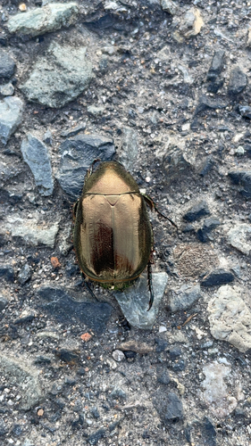 Cupreous Chafer
