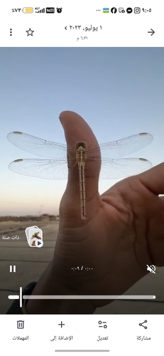 Little skimmer