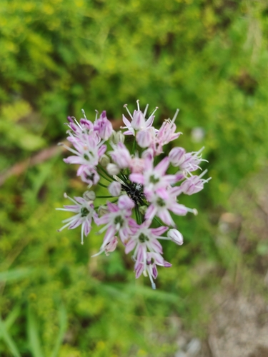 Longstamen Onion
