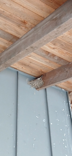 Barn Swallow
