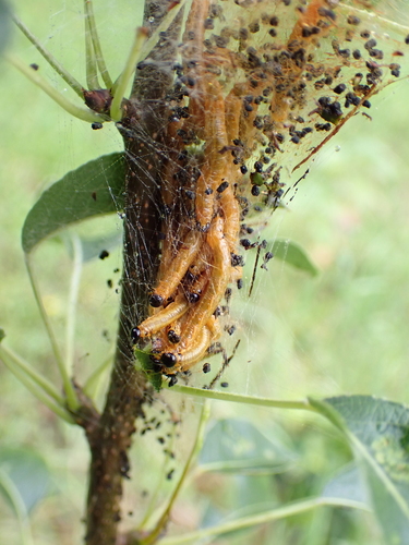 Social Pear Sawfly