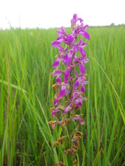 Anacamptis palustris