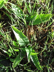 Platanthera elongata