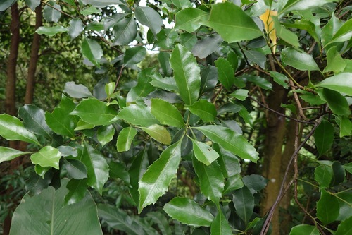 Helicia cochinchinensis, photograph 6