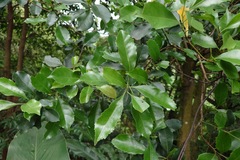 Helicia cochinchinensis, photograph (c) 如此甚好, some rights reserved (CC BY)