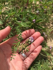 Astragalus didymocarpus