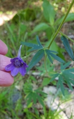 Delphinium alabamicum