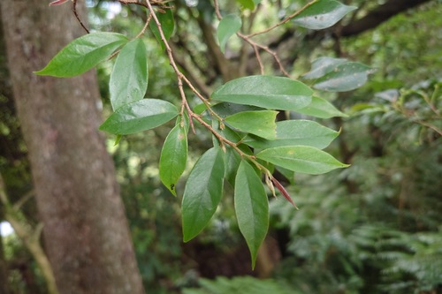 Antidesma japonicum