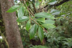 Antidesma japonicum