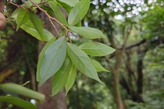 Antidesma japonicum, photograph (c) 如此甚好, some rights reserved (CC BY)