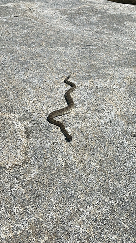 iNaturalist observation photo of Northern Pacific Rattlesnake