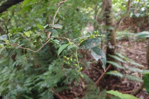 Antidesma japonicum, photograph 2