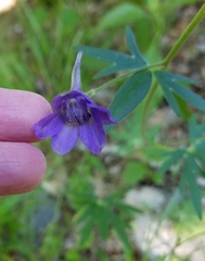 Delphinium alabamicum
