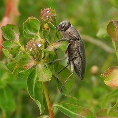 Perotis cuprata