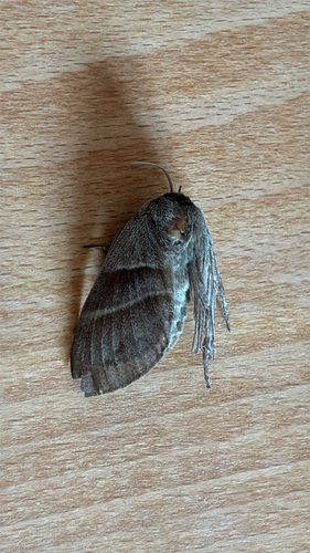 Fox Moth