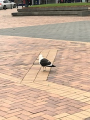 Larus dominicanus dominicanus