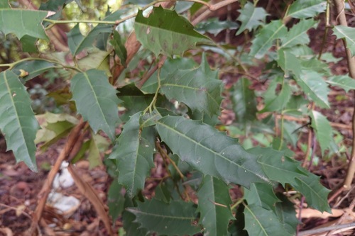 Itea oldhamii, photograph 2