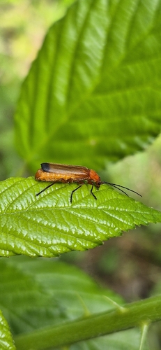 Common Red Soldier Beetle
