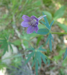 Delphinium alabamicum