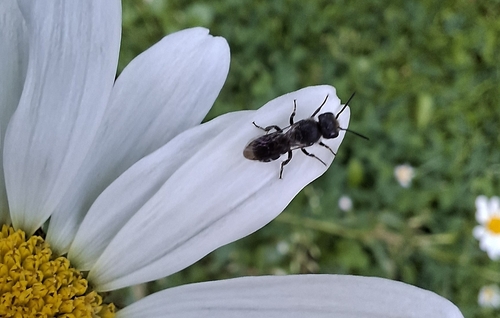 Large-headed Armoured-Resin bee, 2291 ZL Wateringen, Nederland, photo 8 of 10