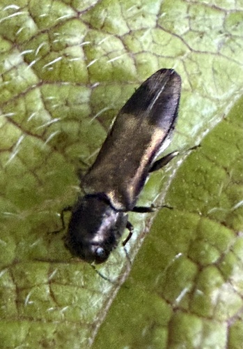 Agrilus euonymi