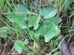 Calystegia subacaulis