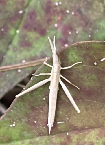Oriental Longheaded Locust