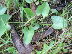 Calystegia subacaulis