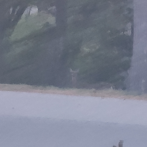 White-tailed Deer