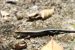 Eutropis greeri