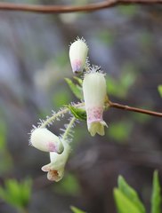 Rhododendron benhallii