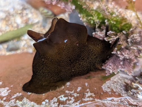 Spotted Seahare, photo 3 of 7