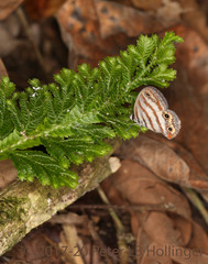 Euptychia