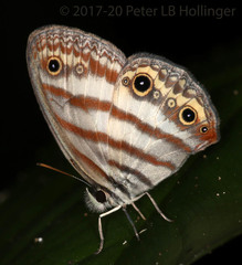 Euptychia