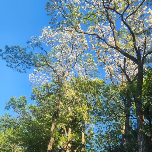 Black Locust