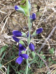 Baptisia australis aberrans