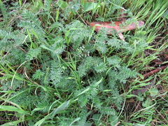 Acaena pinnatifida californica