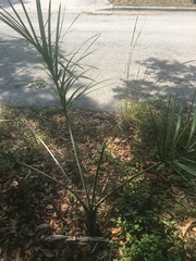 Pseudophoenix sargentii