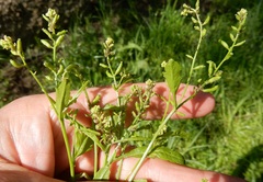 Rorippa sessiliflora