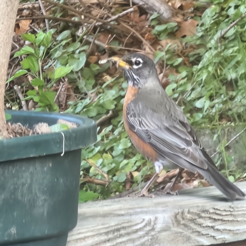 American Robin