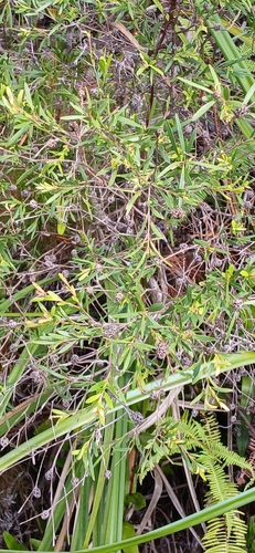 Asteromyrtus lysicephala observed 2026-05-28