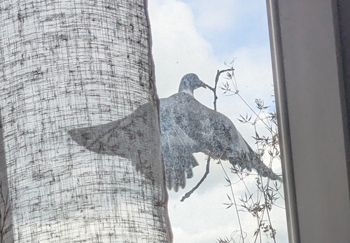 Common Wood-Pigeon