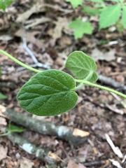 Matelea carolinensis
