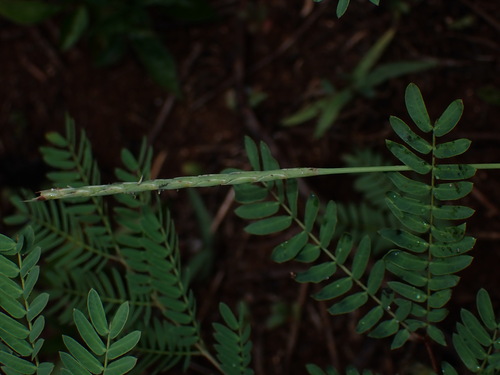 Lepturus repens observed 2026-06-05