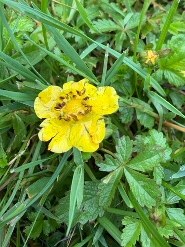Creeping cinquefoil