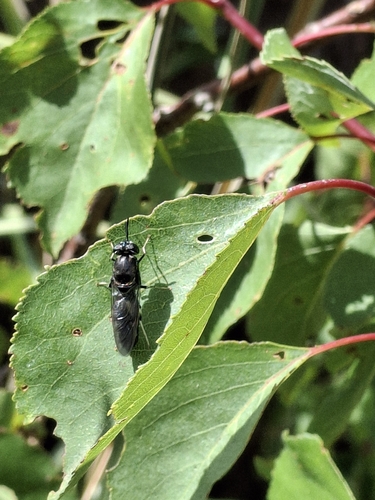 Black Soldier Fly